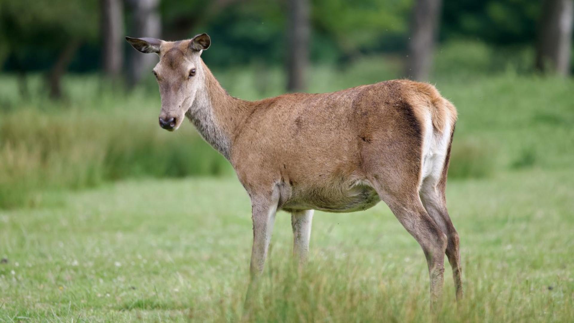 Убита кошута е намерена край село Стоманово община Девин съобщиха