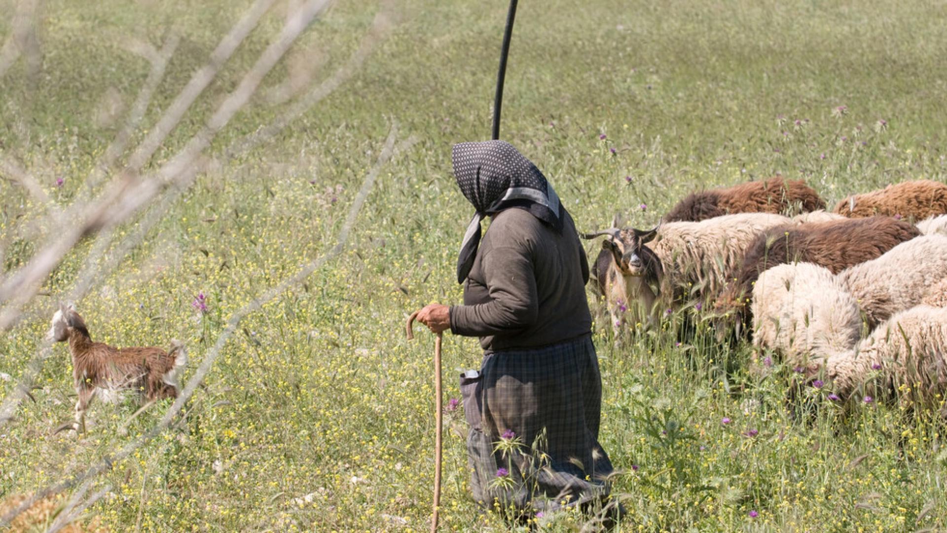 От понеделник вечер в казанлъшкото село Средногорово издирват 78 годишна жена