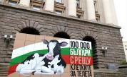 Протест пред парламента, искат забрана на клетките за телета