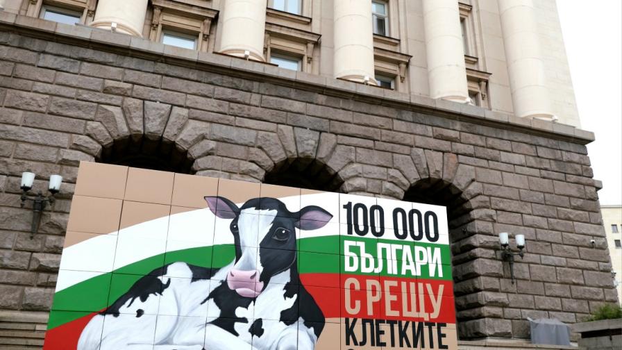 Протест пред парламента, искат забрана на клетките за телета