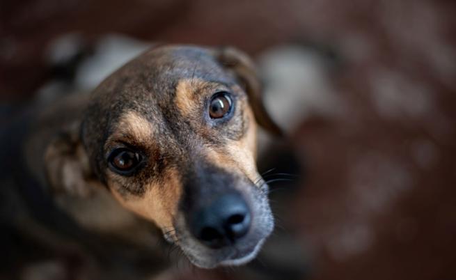 Двама арестувани за убийства на кучета в Пернишко