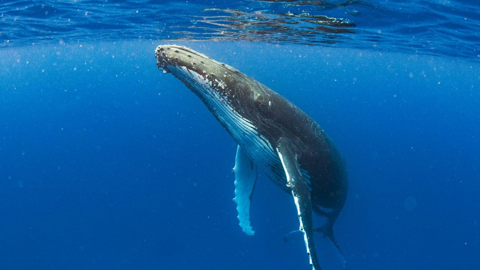 Може да звучи трудно за вярване но предците на днешните