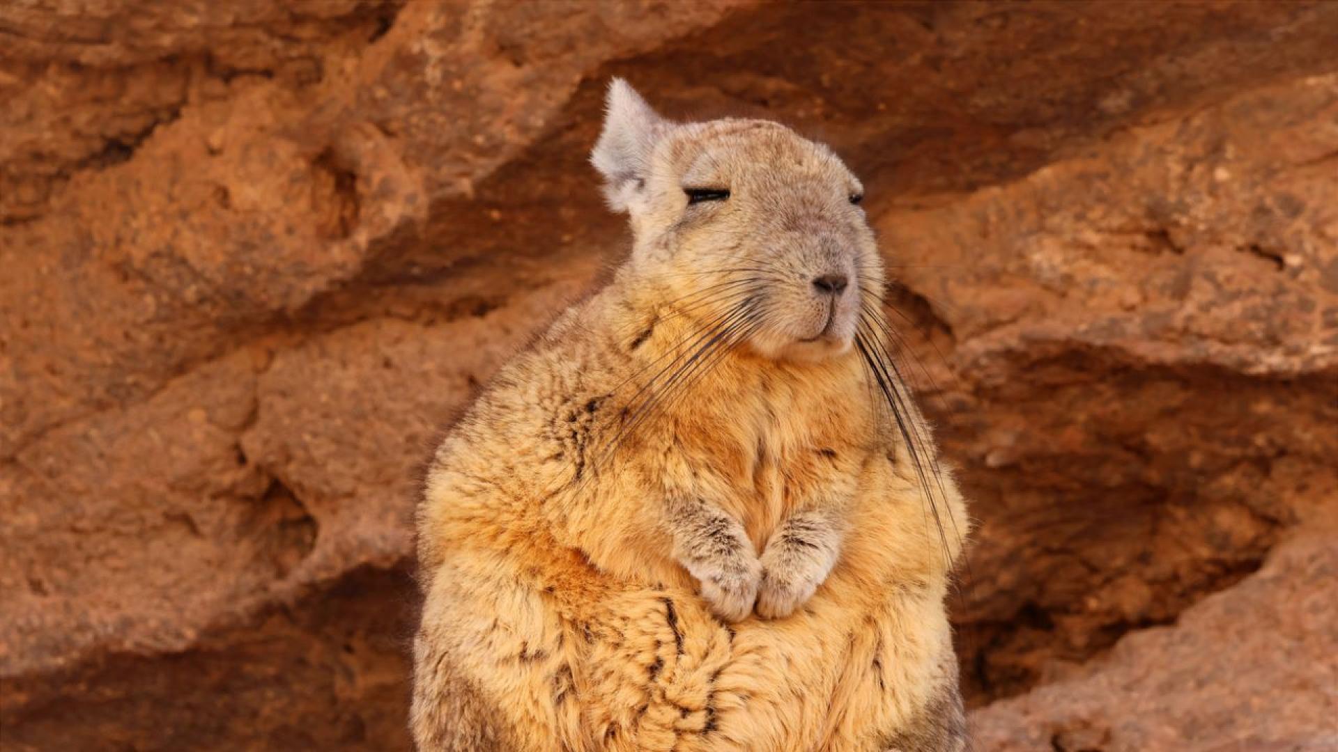 Южната вискаша Lagidium viscacia е един от най необичайните гризачи в