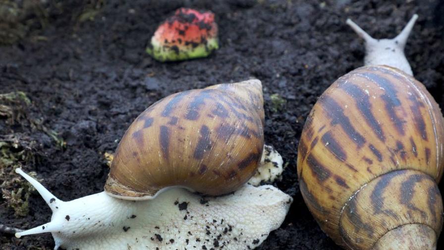 Задигнаха охлюви за 104 000 долара от ферма във Франция