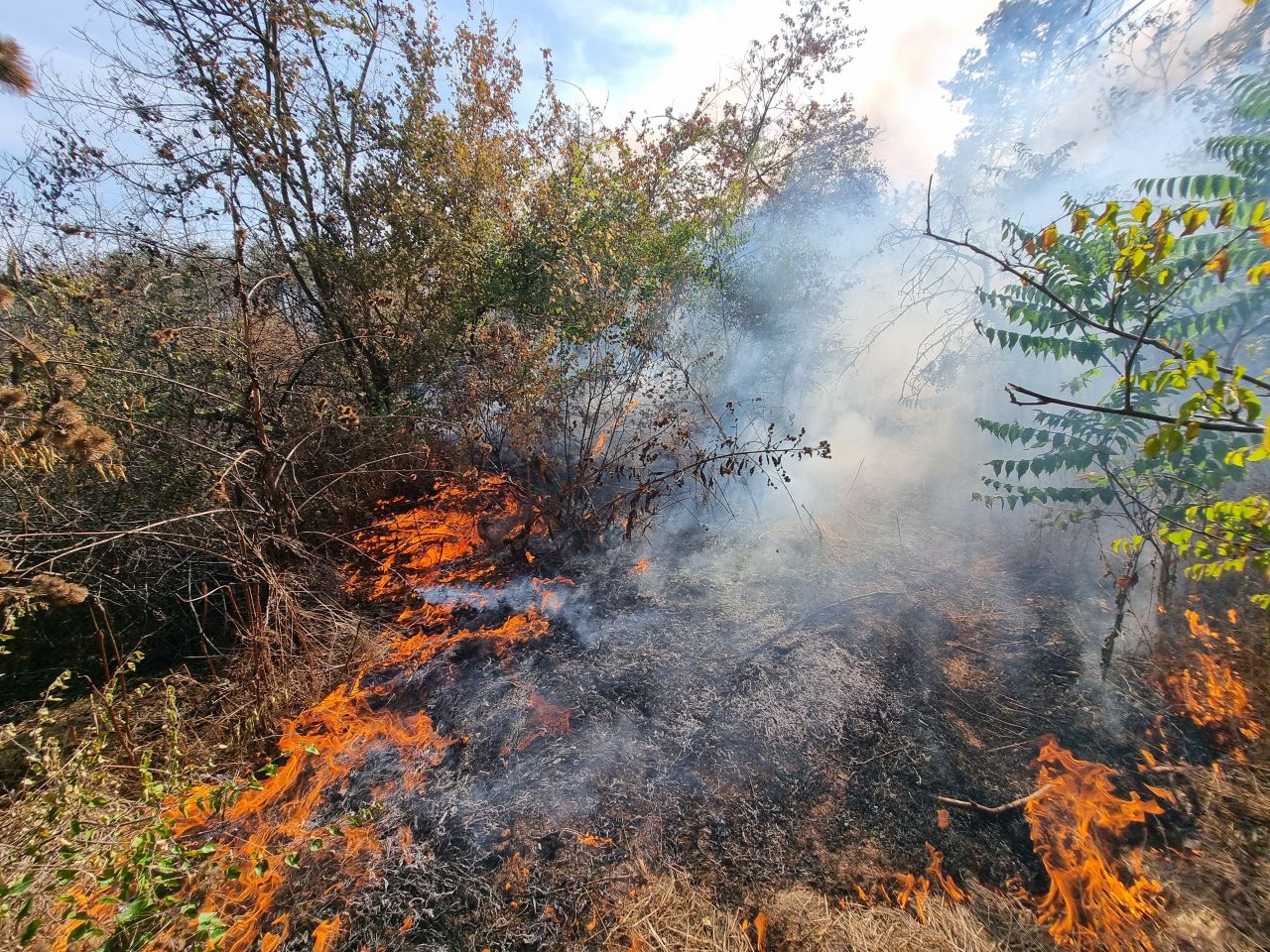 Голям пожар край Варна, горят поляна и борова гора