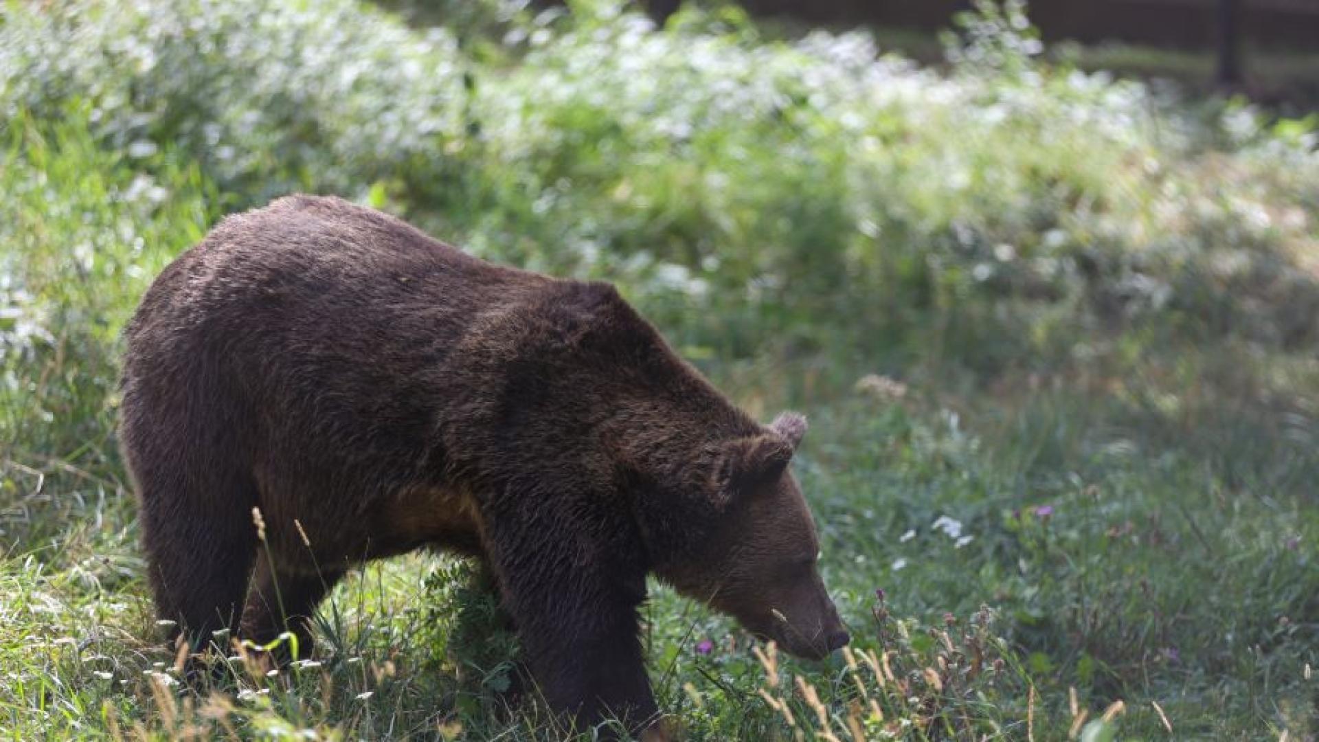 Мечки са нанесли сериозни щети върху пчелини и овощни насаждения