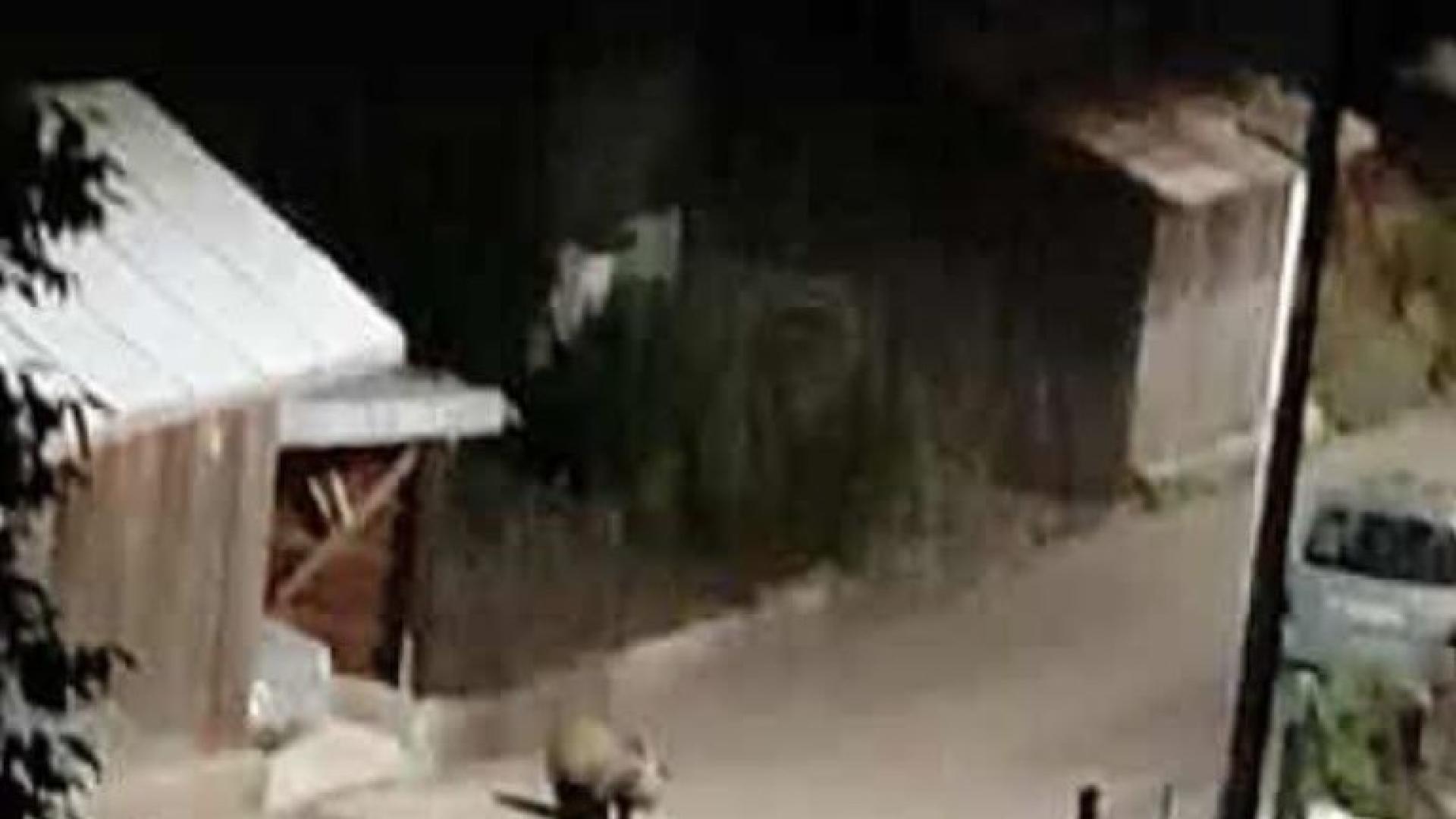 Мечка е заснета от камера да се разхожда по улица