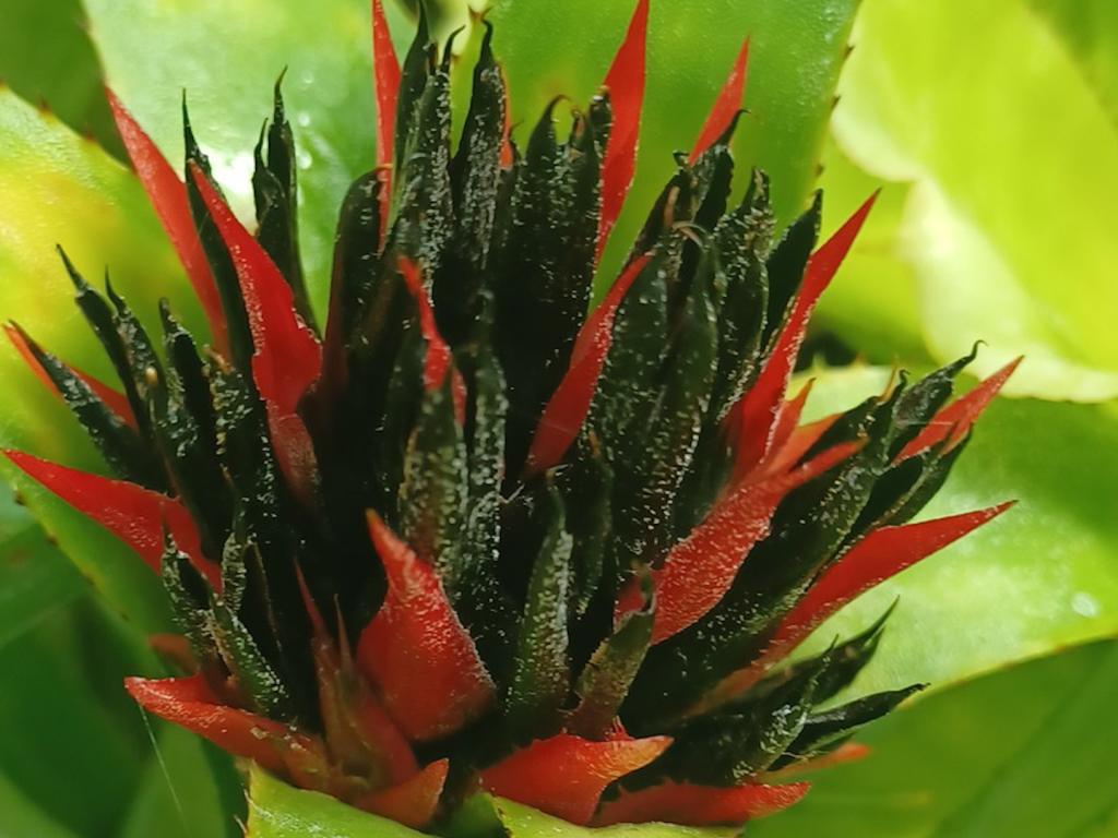 Бромелии в Ботаническата градина към БАН