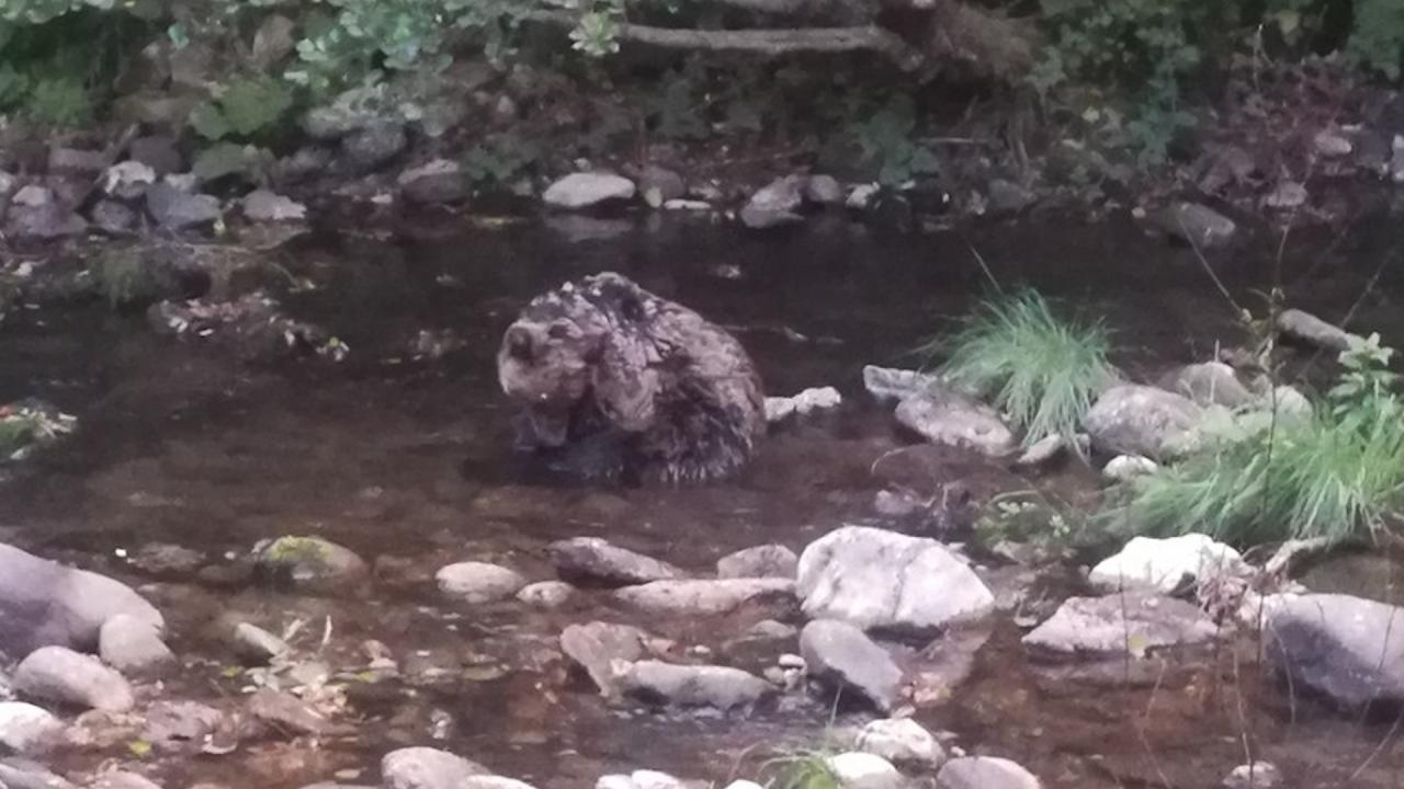Ранено мече в Смолянско