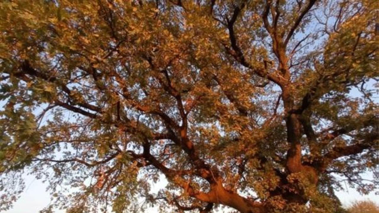 Вековен летен дъб в село Старо Железаре