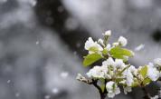Първи сняг заваля в съседна Сърбия