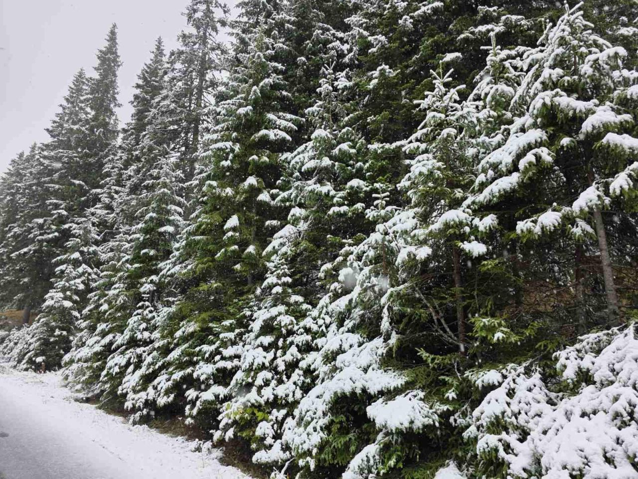 <p>Сняг натрупа тази нощ на Белмекен. По пътищата в областта вече има снежна покривка от 6-7 сантиметра. Очаква се през деня снеговалежът да продължи</p>