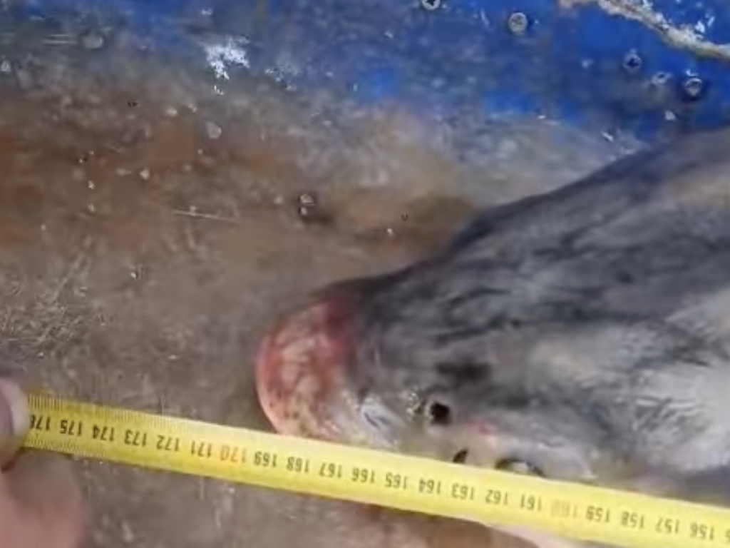 Пуснаха огромна есетра обратно в морето