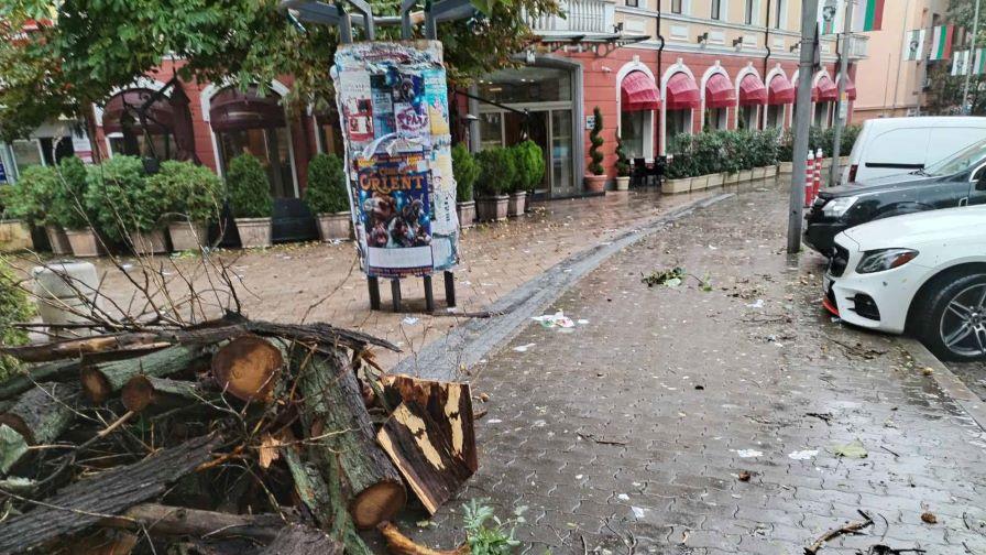 Силният вятър събори дърво върху коли в Сливен