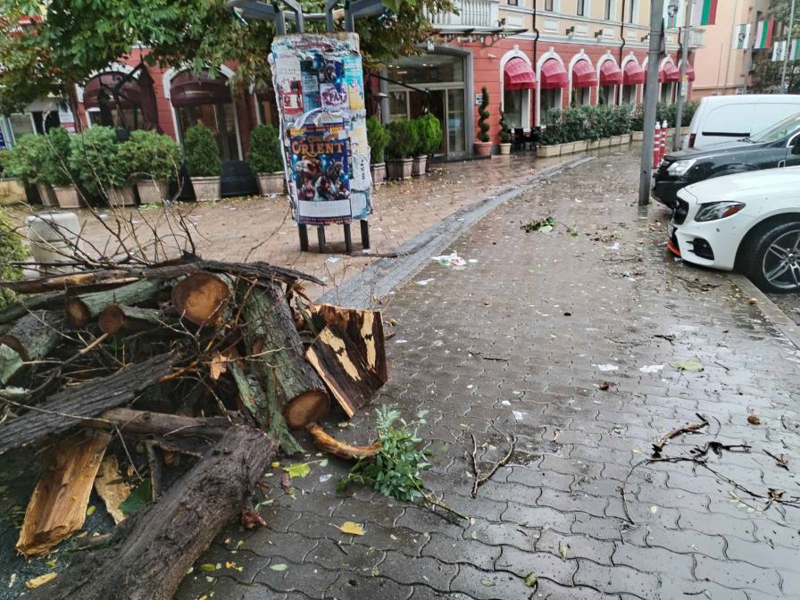 Силният вятър събори дърво върху коли в Сливен