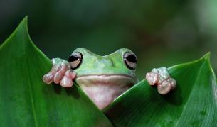 Японски учени откриха в жаби бактерия, елиминираща тумори