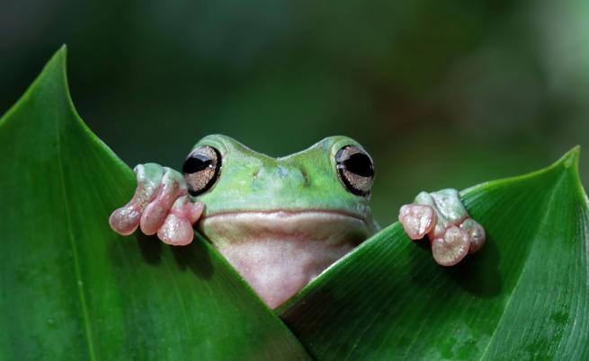 Японски учени откриха в жаби бактерия, елиминираща тумори