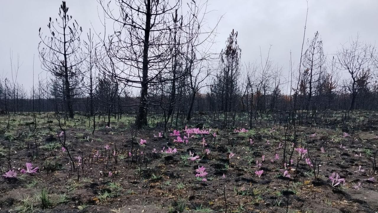 Цвят сред пепелта