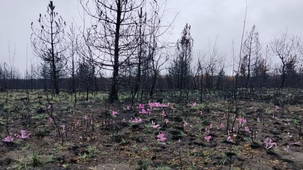 Минзухари в пепелта след пожарите в Сакар