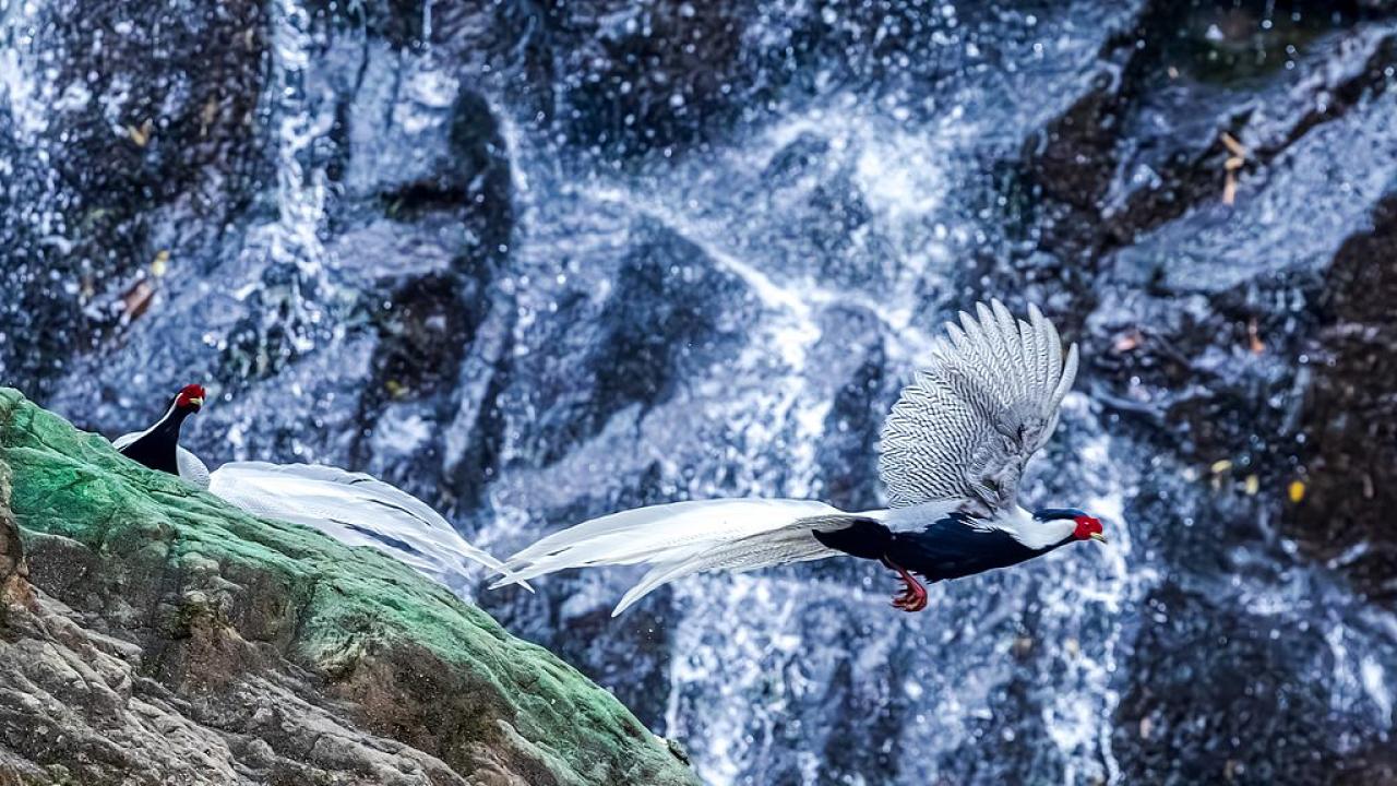 Сребърни фазани