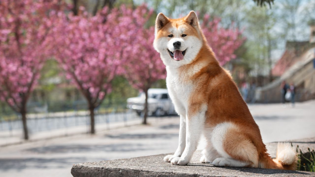 <p><!--StartFragment -->Акита често предпочитат тиха среда и могат да станат прекалено агресивни, ако някой посегне към храната или играчките им, а това може да бъде рисковано за любопитни деца, които проверяват какво хапва кучето или играят с вещите им.<!--EndFragment --></p>