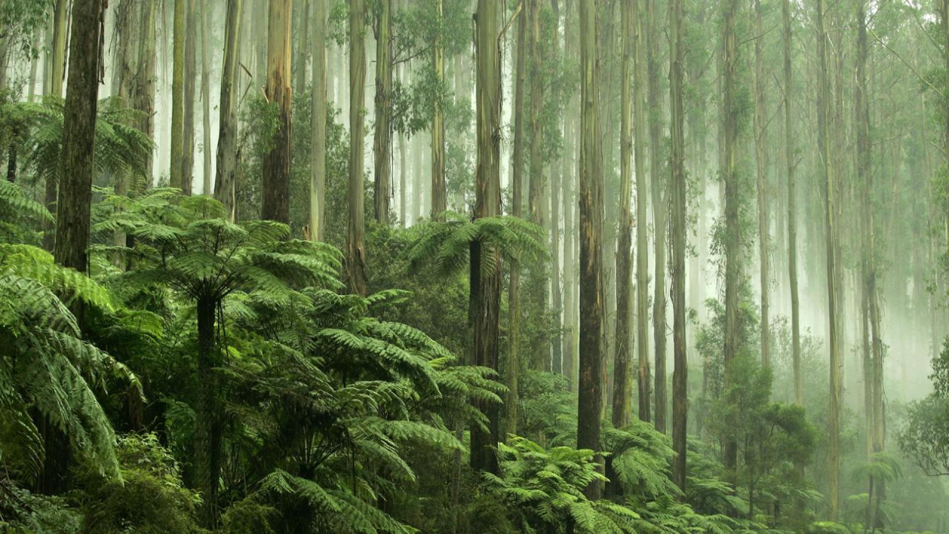 Тропическите дъждовни гори на Австралия станаха първите в света които