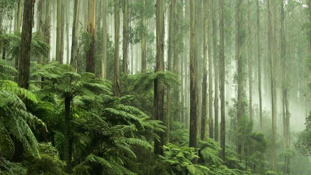 Над една трета от България е горска площ