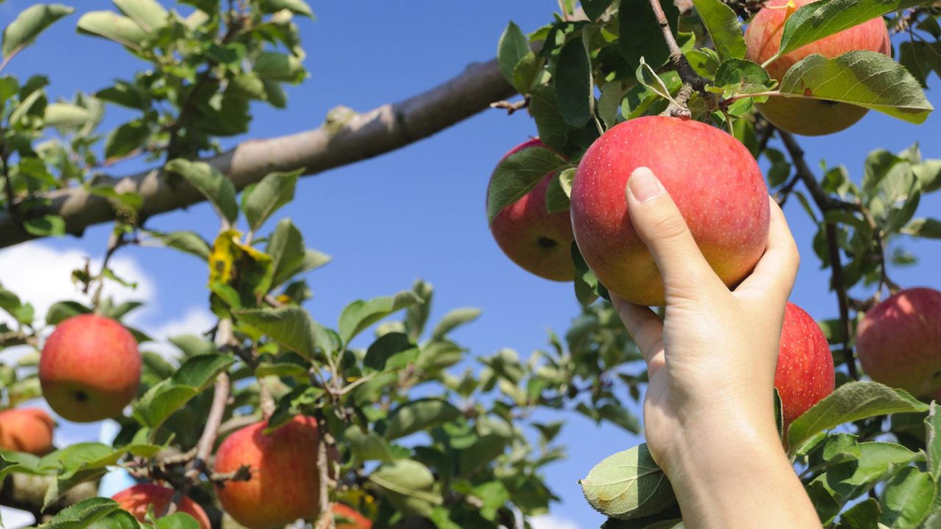 Служители на НКЖИ извършиха кражба от частна градина по време