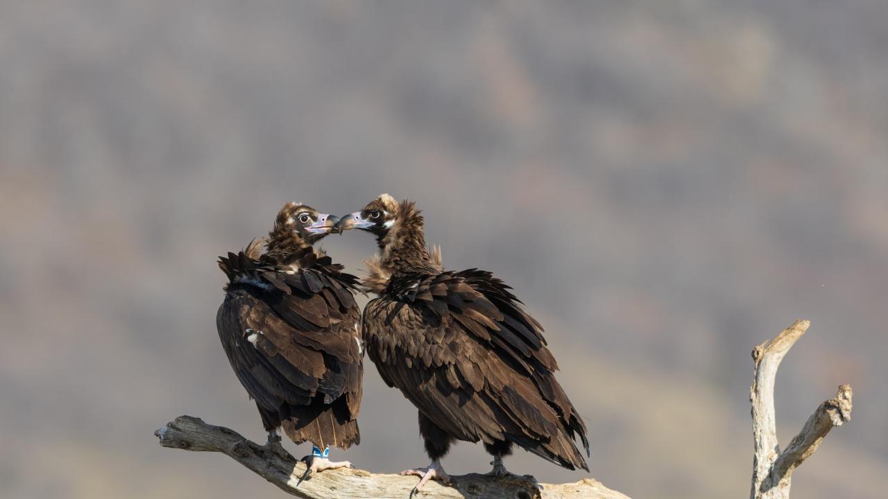 Лешояди в Източните Родопи