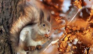 Ноември идва с 25 градуса и мъгли - подробна прогноза за времето