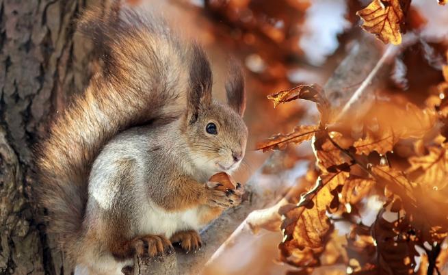 Ноември идва с 25 градуса и мъгли - подробна прогноза за времето