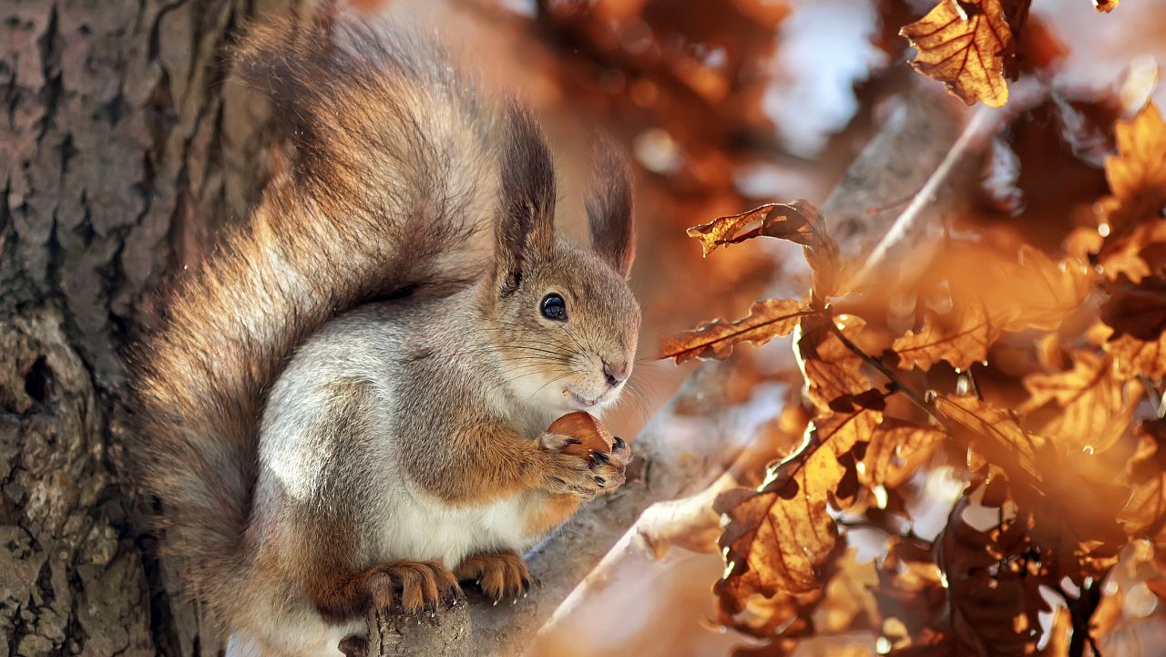 Мъгли сковават равнините, вятърът се усилва в планините, идва захлаждане