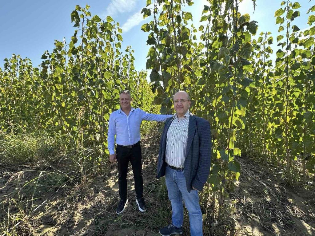 Отглеждане на тополи