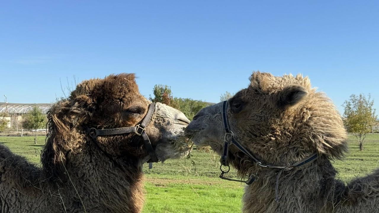 Двугърби камили в Бургаския зоопарк