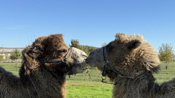 Двугърби камили са новите обитатели на Зоопарк Бургас
