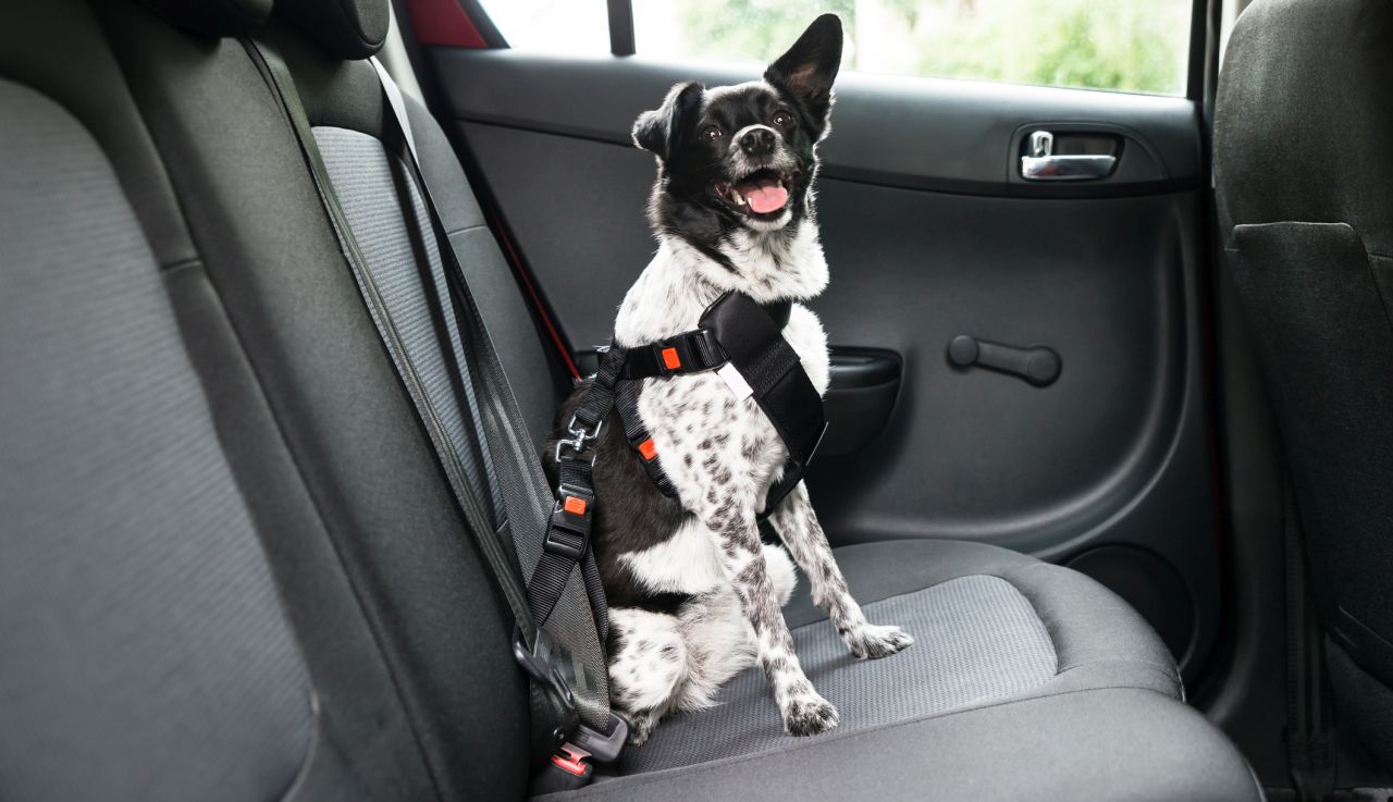 Защо мястото до шофьора е „седалката на смъртта“ и къде реално ще оцелеете?“