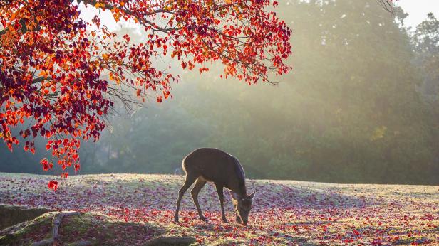 Предстоят слънчеви дни с гъсти мъгли