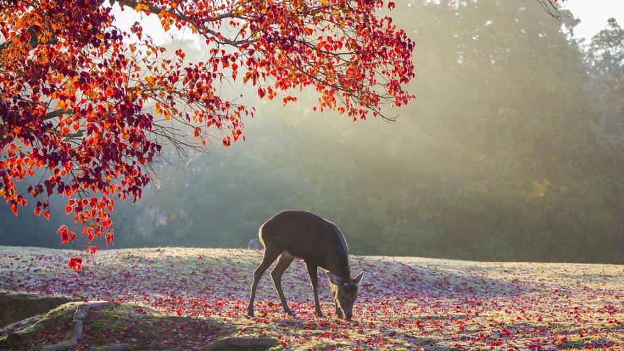 Времето в петък - слънце, но и сутрешни мъгли