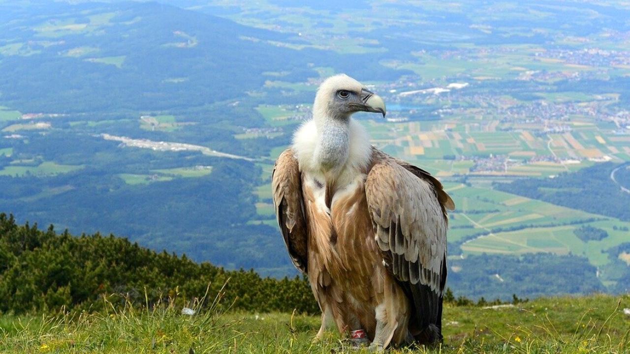 Подхранват лешояди по европроект
