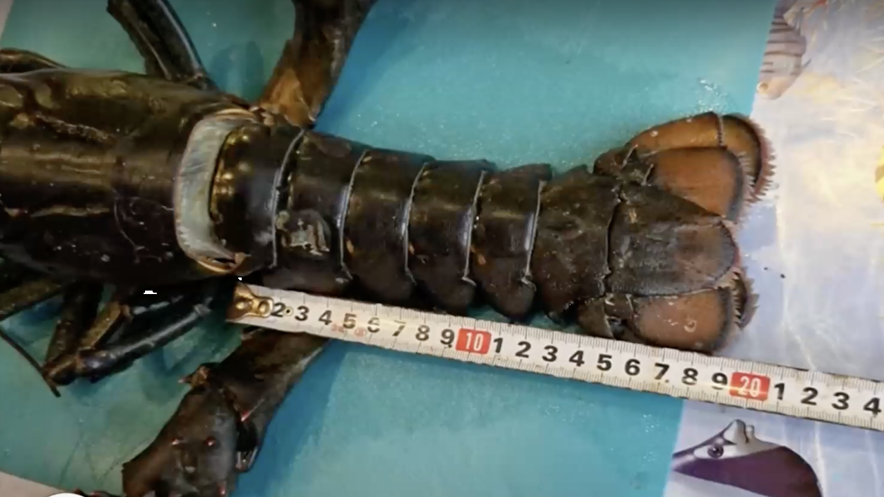 Омари в Черно море