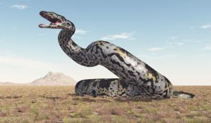 5 от най-смъртоносните змии в света и как се доближават до хората