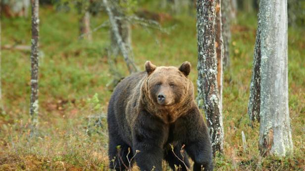 WWF опровергава митовете за едрите хищници