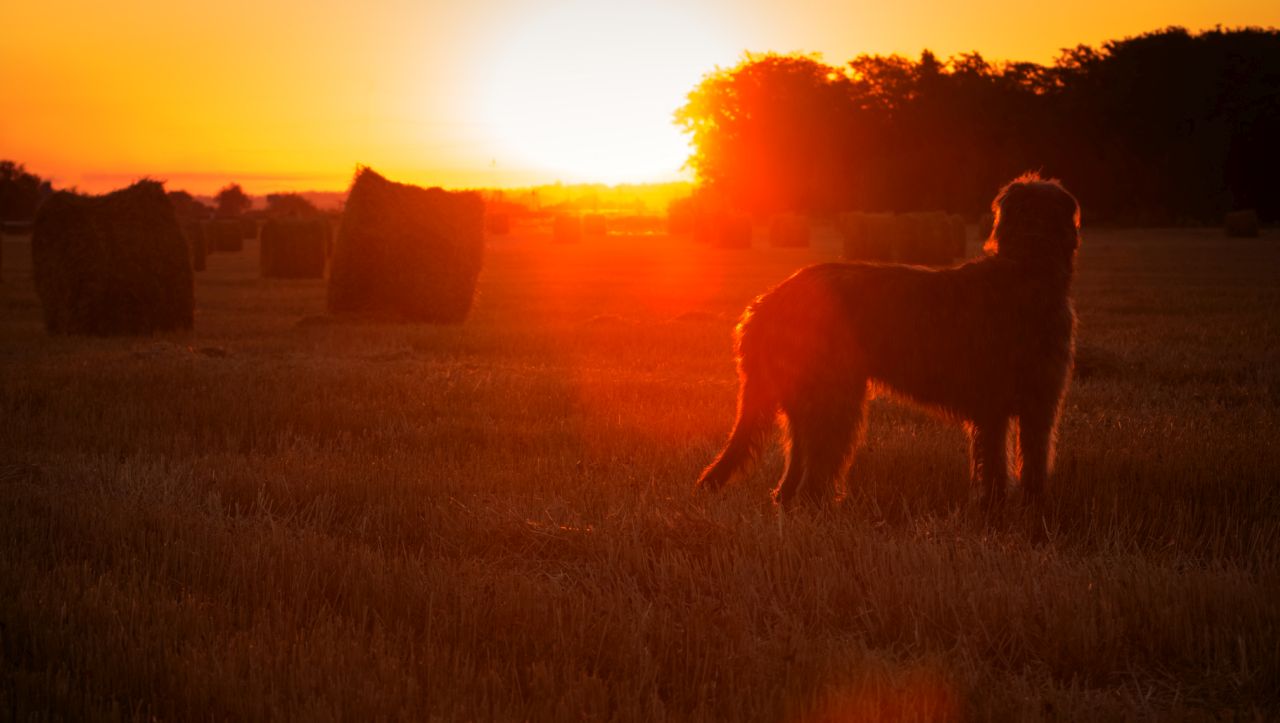 Ужас в Плазище: Два кангала разкъсаха крака на 91-годишен дядо