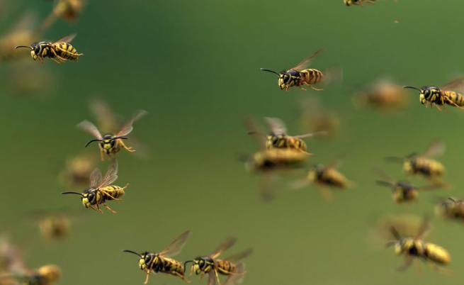 Адска смърт: Огромни стършели убиха мъж и сина му