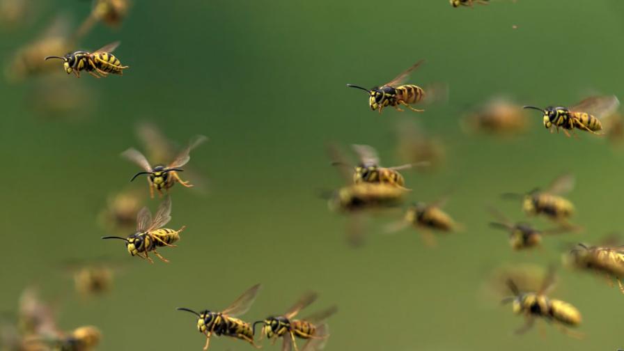 Адска смърт: Огромни стършели убиха мъж и сина му