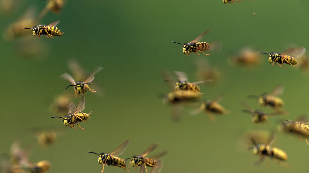 Адска смърт: Огромни стършели убиха мъж и сина му