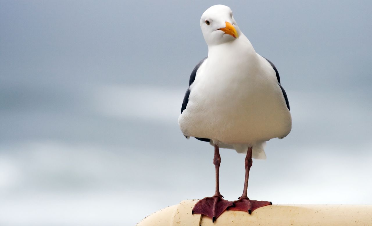 Защо не ядем чайки и лебеди?