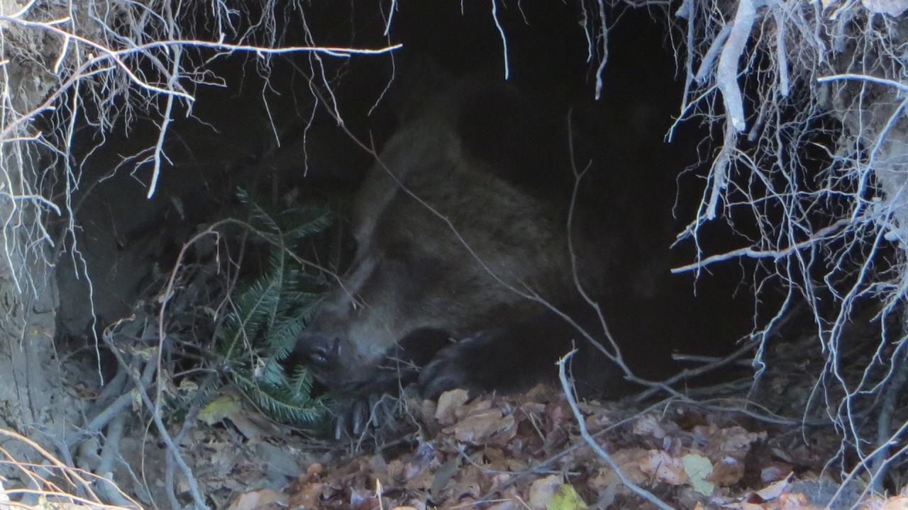 Мечките заспиват зимен сън