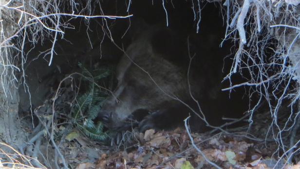Мечките в Белица заспиват зимен сън
