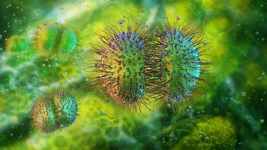 Смърт за 24 часа: най-опасните инфекции в...